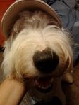 tillis new hat.jpg