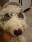 tilly ready for summer 2.jpg