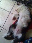 Elvissleeping.jpg