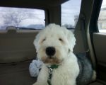 Murphy -riding shotgun.jpg