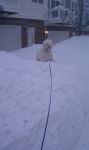 blizzard6.jpg