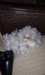 destroyed toy.jpg