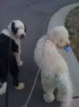 sam and nola2.JPG