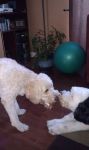 tug o war.jpg