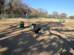 dogpark1 003.JPG