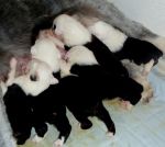 oesbabies1.jpg