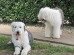 sheepie12 023.JPG