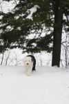 Libby in snow Dec 2010.JPG