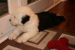 Libby stretched out.jpg