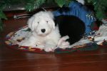 Libby under tree 2010.JPG