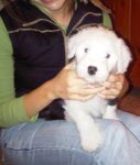 bigpuppyvisit_11.jpg