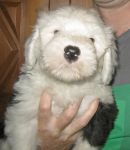 bigpuppyvisit_17.jpg