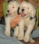 bigpuppyvisit_3.jpg