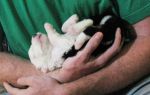 youngpuppies_23.jpg
