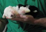 youngpuppies_24.jpg