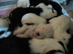 youngpuppies_6.jpg