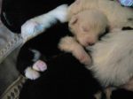 youngpuppies_9.jpg