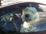 DogsinCar.jpg