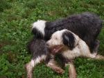 Dahlia and Jax muddy playdate 2.jpg