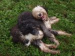 Dahlia and Jax muddy playdate.jpg