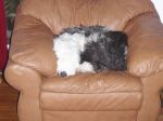 Dahlia in the Big Comfy Chair.jpg