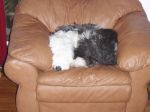Dahlia in the Big Comfy Chair~0.jpg