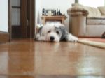 Lucy 2009.jpg