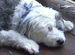 Lucy Blue April 2009.jpg
