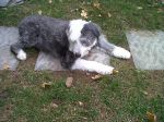 Lucy Blue Nov 15 2010.jpg