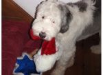 XMAS and Hanukkah Dahlia.jpg