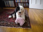 2011 08 16 Benson and her Pig.JPG