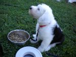 2011 08 16 Dinner Al Fresco.JPG