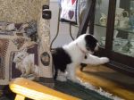 2011 08 26 The Other Puppy.JPG