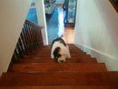 2011 08 30 Benson_s First Stair Climb.jpg