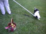 2011 09 06 Helping with the Apple Harvest B.JPG