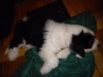 2011 09 06 Post Harvest Naptime.JPG
