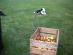 2011 09 06 Supervising the Apple Harvest.JPG