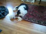 2011 09 09 Caught Chewing the Rug.jpg