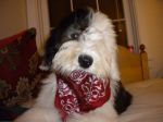 2011 12 03 Sucking on the Scarf.JPG