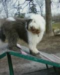 2012 02 10 Benson at the Bark Park 9.jpg