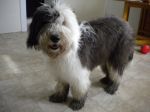 2012 02 10 Muddy Paws after Dog Park 4.JPG