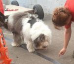2012 06 17 Bensons First Day Pulling 3.jpg