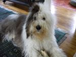 2012 07 12 Fresh Topknot.JPG