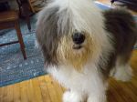 2012 07 12 Post Bath Pre Topknot.JPG