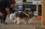 2012 09 03 Benson at Pull A Palooza 1.JPG
