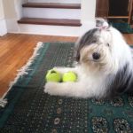 2013 02 21 Benson and her Balls.jpg