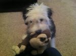 mollymonkey2.jpg