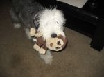 mollymonkey3.JPG