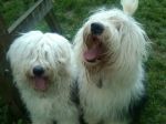 Lucie & Bear.jpg