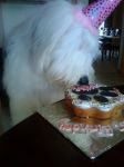 millie1bday3.jpg